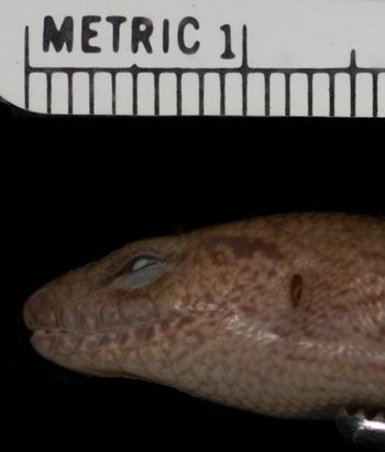 Media type: image;   Herpetology R-100546